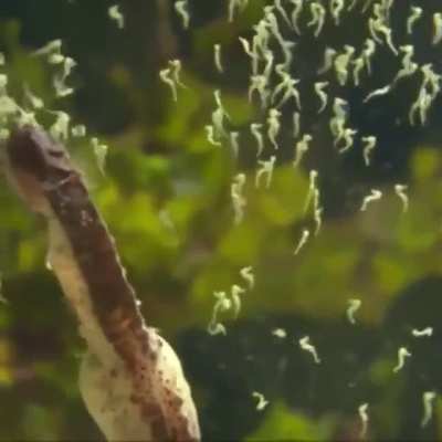 ? Male seahorse giving birth...