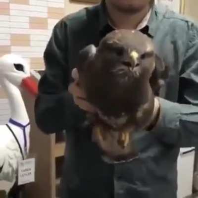 ? Stability of a bird's head