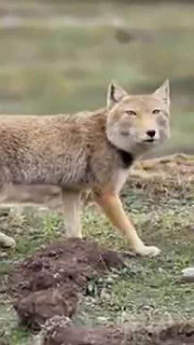 ?The Tibetan fox (Vulpes ferrilata)