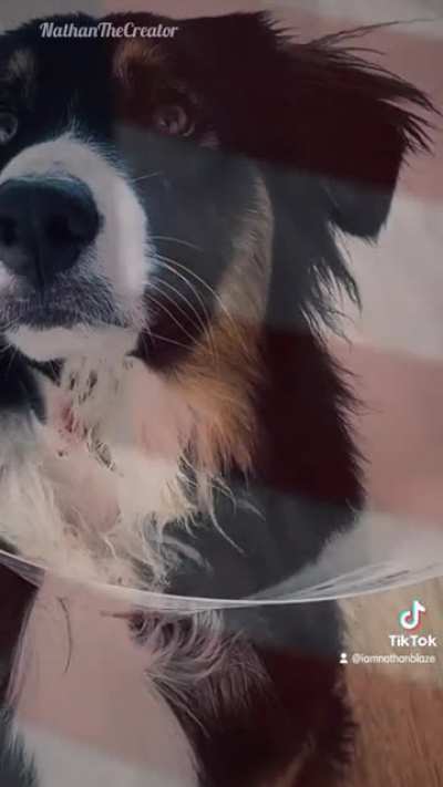 Dog complains about his dogstitutional rights being trampled on. ???