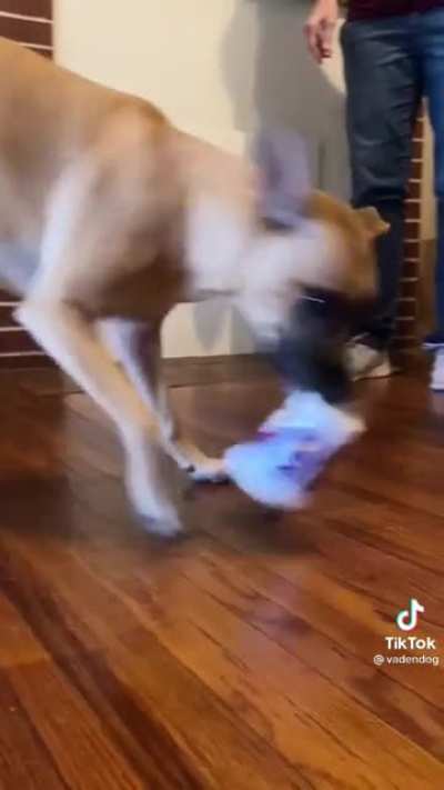 Dog is smart