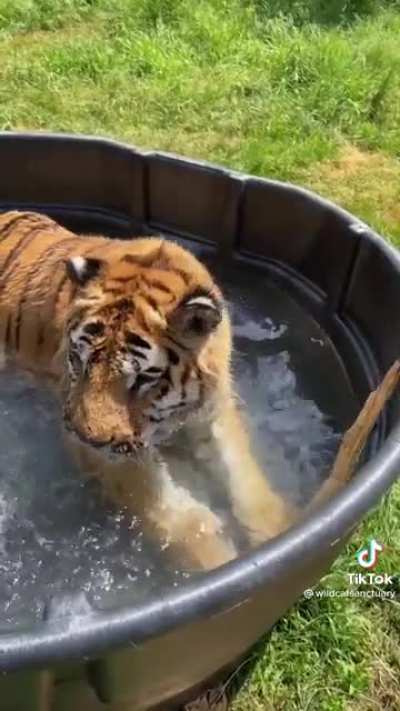 Marcus the tiger first pool after being rescued from a bad environment ?