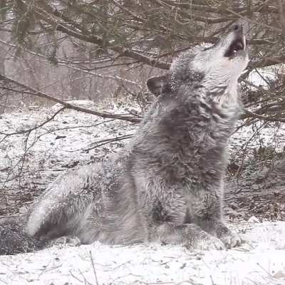 ? Wolf howls to communicate with other pack of wolves..