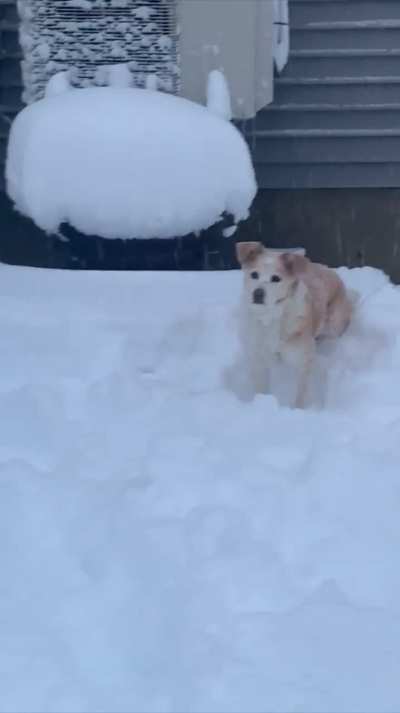 My 3 dogs couldn’t possibly be any different