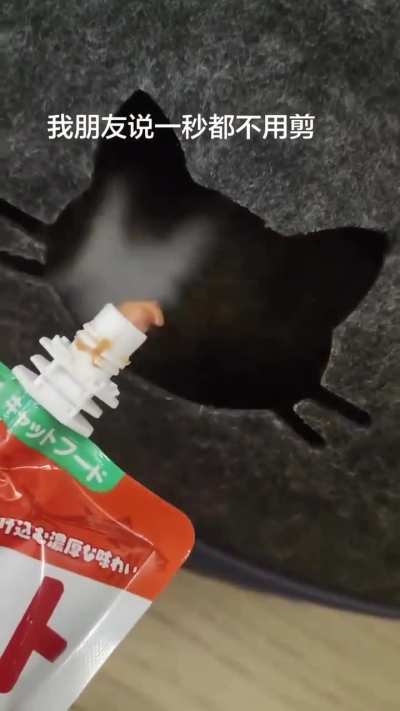 Cat turnstile