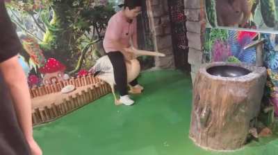 Woman at an aviary calmly rescues a bird from being eaten by a pelican