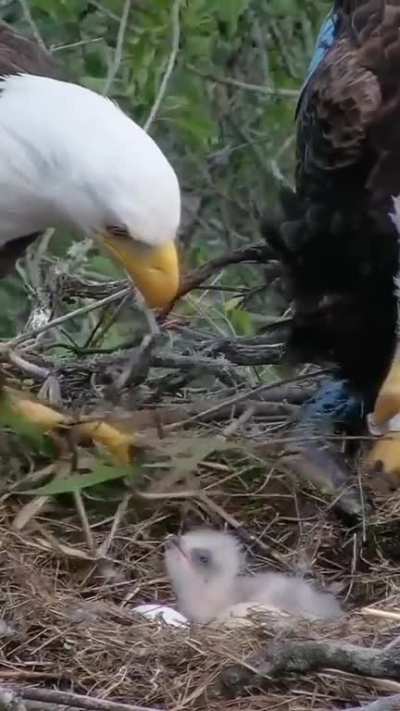 ? Bald Eagles Tending To Their Chick
