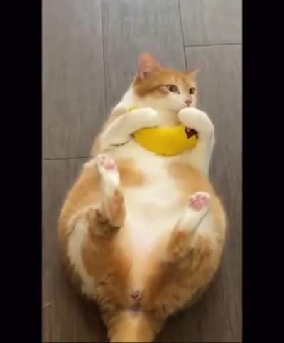 Chonk of the day
