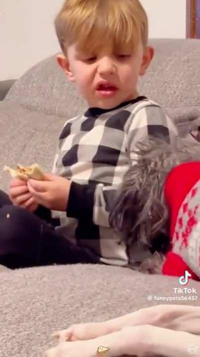 Pets taking Babies food from them