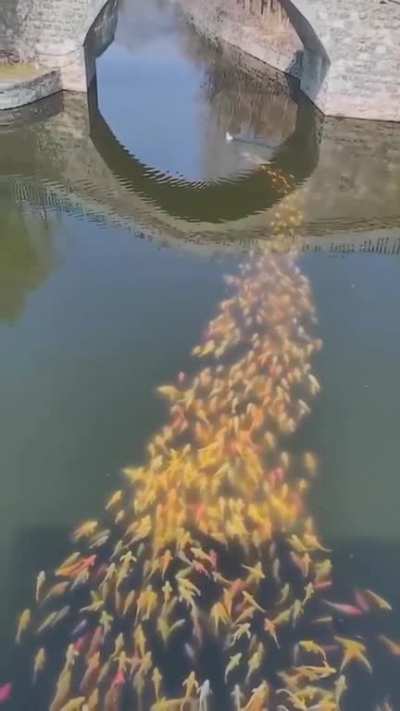 ? Koi fish following duck