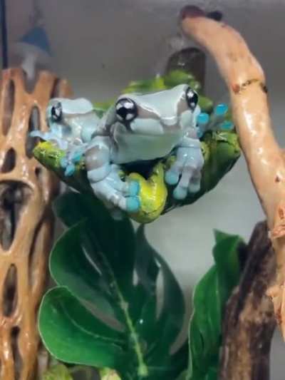 ? Blue Milk Frog