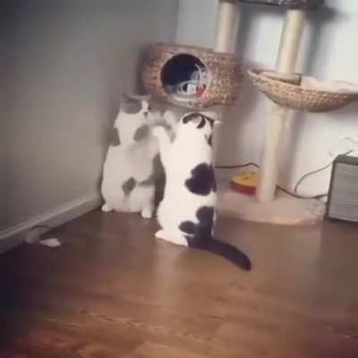 "Your Kung Fu is improving, brother!"