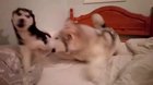 Canine disagreement