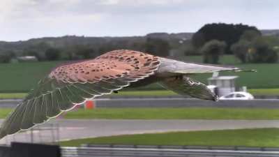 ? A kestrel hovering with its head held perfectly still as it hunts for prey. Captured at Snetterton race circuit in Norfolk.