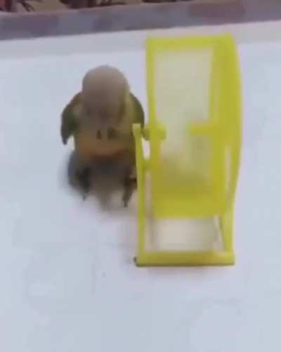 WCGW Letting your pets train other pets?