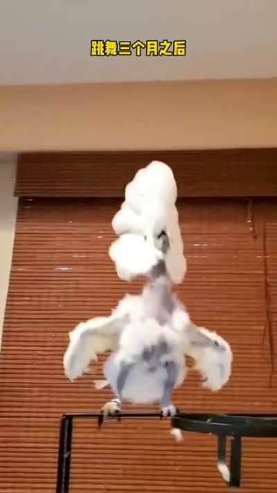 A bird who dances her way out of depression ?