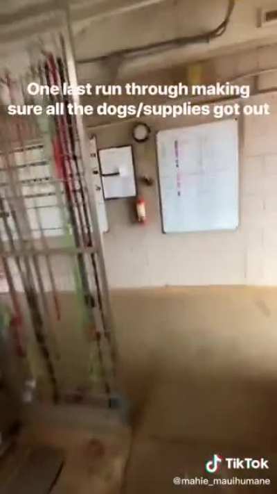 I can’t imagine the fear going through the shelter workers. Looks like all the dogs were taken out in time.