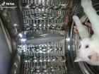 Cat in space