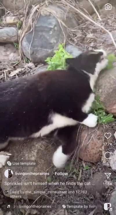 Found some catnip out in nature and it’s life may never be the same ?