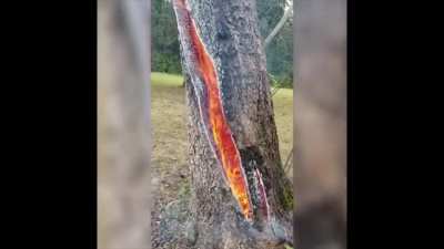 ? Tree burning from the inside after being struck by lightning!