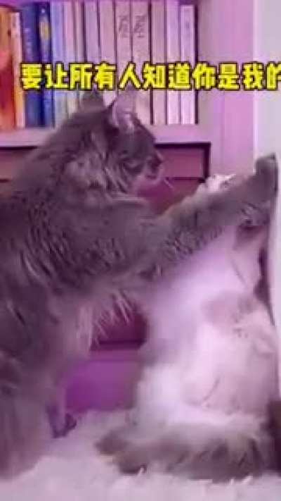 cat