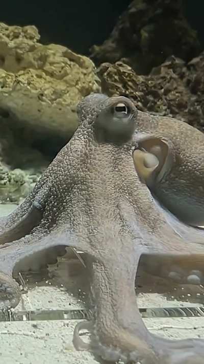 Man Rescues an Octopus and taught him to play Piano.