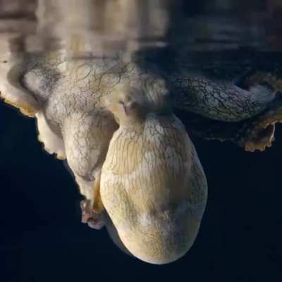 ? Heidi the Octopus, changing colors in her sleep.