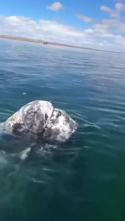 ? A fisherman in the lagoon of Ojo de Liebre removes parasites from the head of a whale that he has built up trust with after years of fishing in the same lagoon.