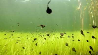 ? Tadpoles swimming in formation in Cedar Lake, British Columbia.