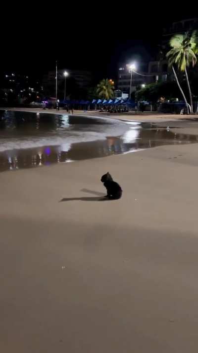 kitty pondering about life