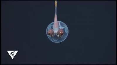 Cockatoo Squids, they're real organisms. That plume at the top of their head is actually their tentacles.