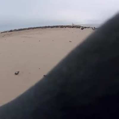 Rescue seal commented by Ozzy Man Reviews