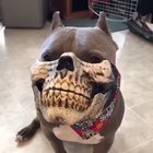 Funny + Scary