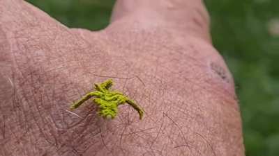 ? Rare eucyclodes caterpillar found in a palm tree in Mareeba, Queensland, Australia looks like a mossy stick