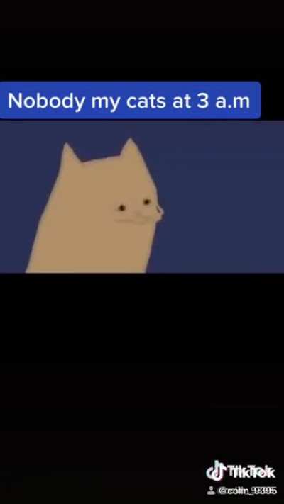 Cats at 3 am