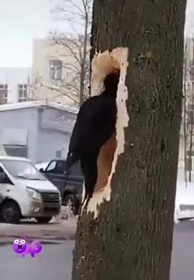 ? This woodpecker chopping down a tree