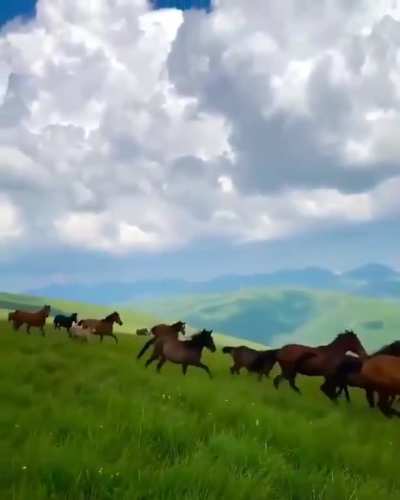 ? Wild horses in Northern Albania