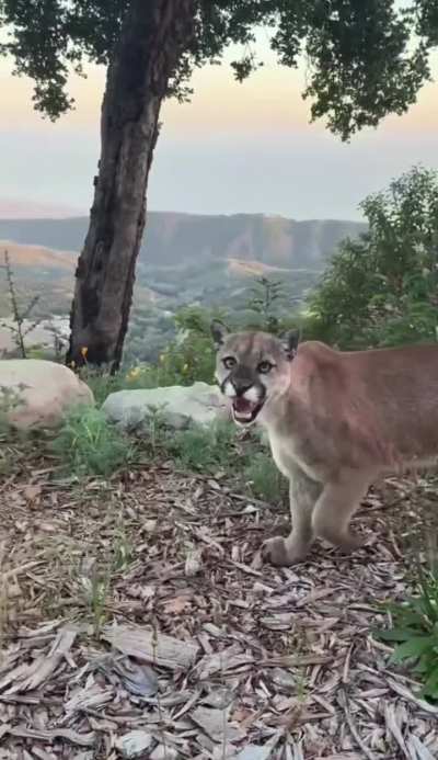 ?icy gaze of a mountain lion