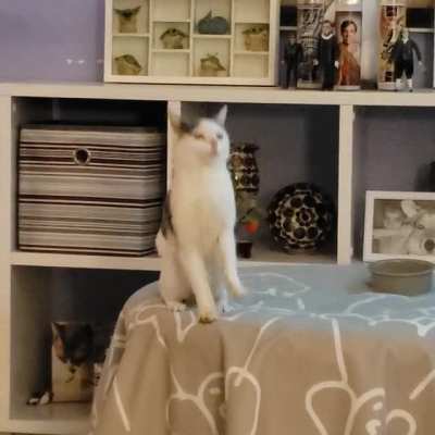Cat.