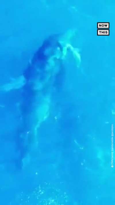 ? A drone photographer captured this viral moment of a humpback whale and a dolphin playing and swimming together off the coast of Oahu, Hawaii