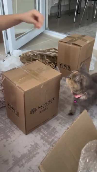 Packaging assistant