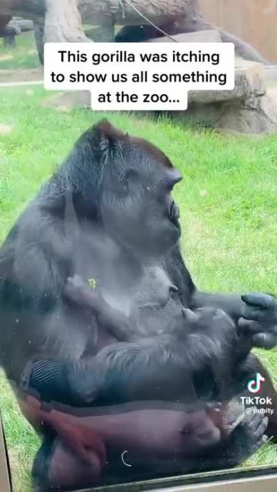 Gorillas. They’re just like us with their forehead kisses ?