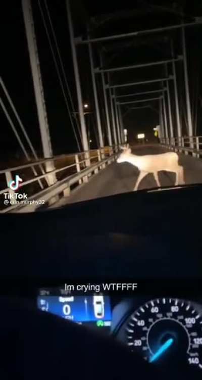 Oh deer