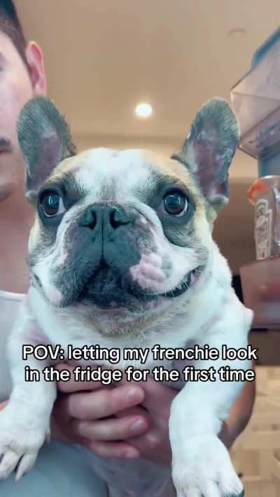 Letting my dog look in the fridge for the first time.