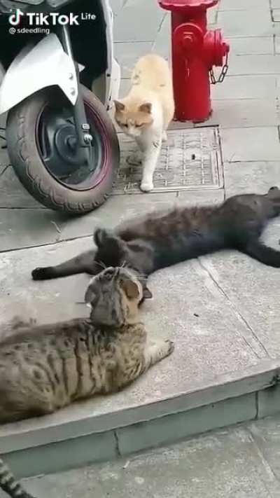 Caught cheating.!