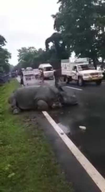 Park Rangers and Police control traffic as an exhausted Rhino lies on the road escaping the flood waters in Kaziranga National Park (Assam, India)