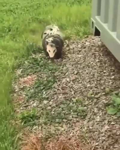 ? Opossum mom carrying her babies