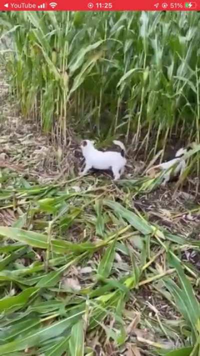 An act of dog? I’m no expert but I don’t think that’s how corn is harvested.