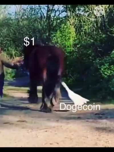 Doge Day didn’t go quit as planned ?