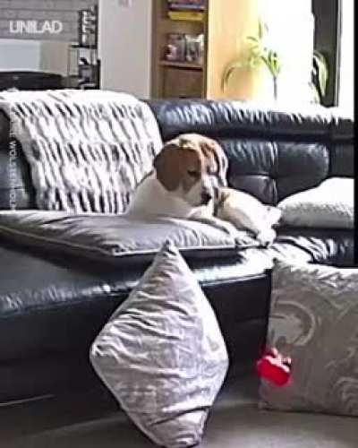 Poor dog
